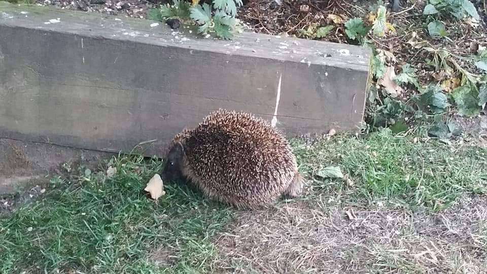 hog-in-my-garden-2021