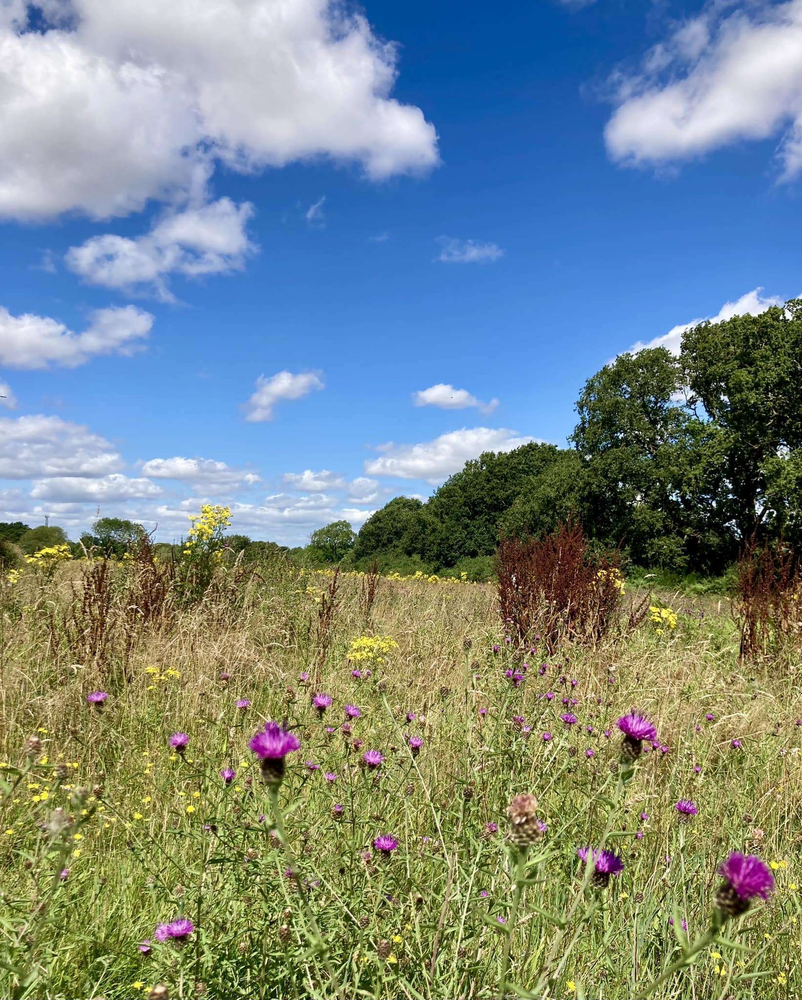 Lucys-pic-of-the-Lizard